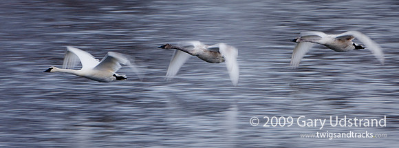 Swans of Monticello