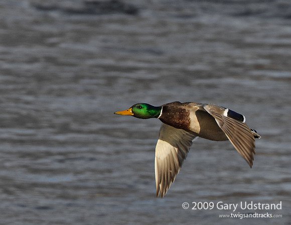 Mallard on the Mississippi