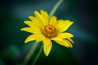 Jerusalem Artichoke