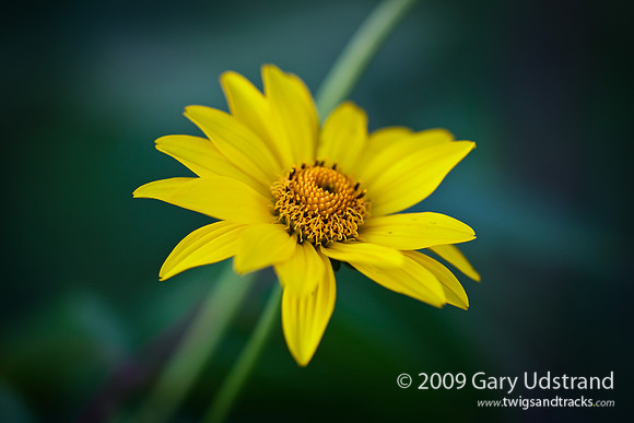 Jerusalem Artichoke