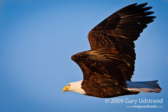 Eagle's Gaze