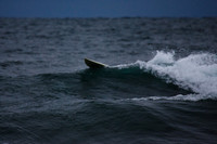 Nature in Motion